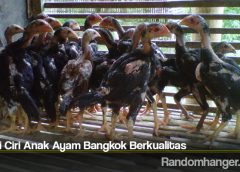 Kenali Ciri Anak Ayam Bangkok Berkualitas