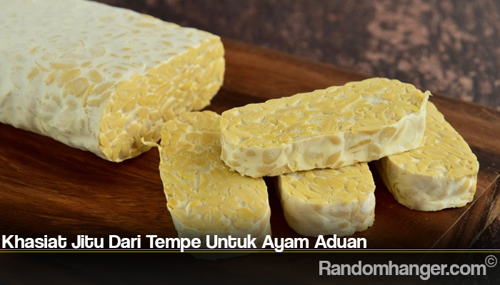 Khasiat Jitu Dari Tempe Untuk Ayam Aduan
