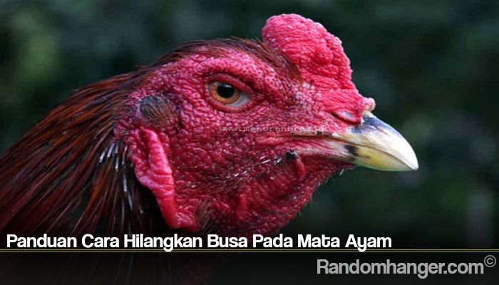 Panduan Cara Hilangkan Busa Pada Mata Ayam